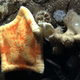 A sea star